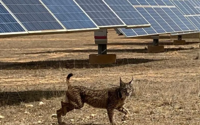 La Energía Solar, un Refugio para Especies Amenazadas